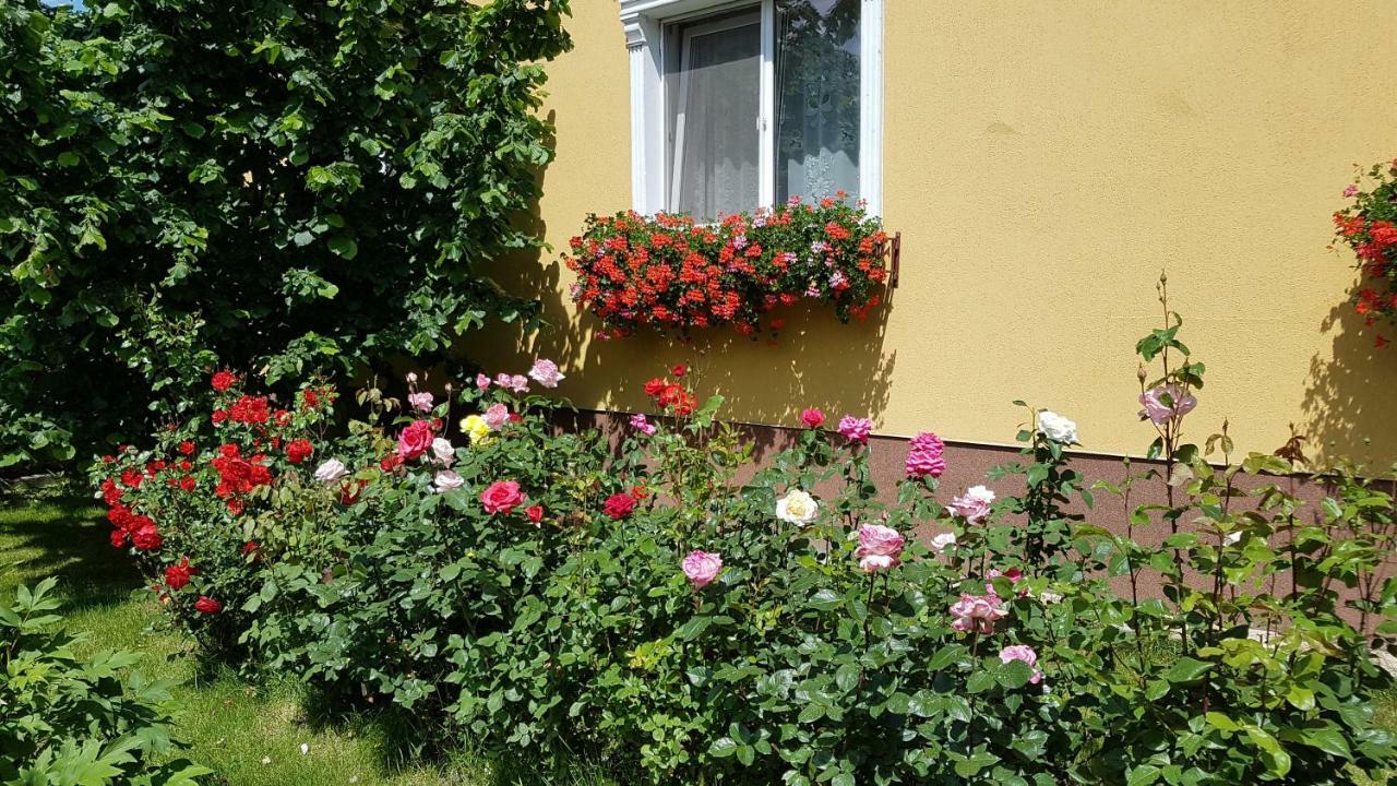 Pension Delia Gardens تيميشورا المظهر الخارجي الصورة